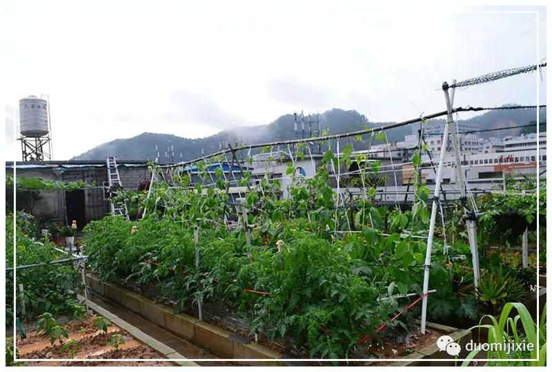 聽說了嗎，多米居然開始搞副業(yè)了？
